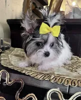 Gucci, a male Yorkshire Terrier for sale in Chula Vista, CA – Photo 4 of 5