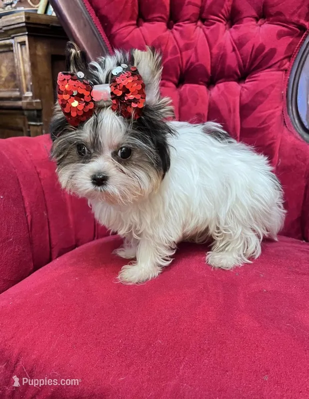 Gucci – Yorkshire Terrier puppy for sale in Chula Vista, CA