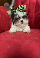 Gucci, a male Yorkshire Terrier for sale in Chula Vista, CA – Photo 3 of 5