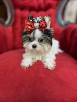 Gucci, a male Yorkshire Terrier for sale in Chula Vista, CA – Photo 5 of 5