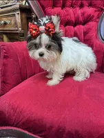 Gucci, a male Yorkshire Terrier for sale in Chula Vista, CA – Photo 2 of 5