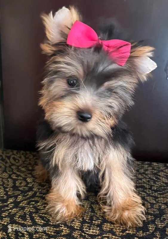Tina – Yorkshire Terrier puppy for sale in Chula Vista, CA
