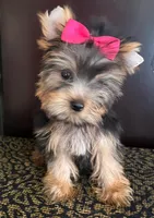 Tina, a female Yorkshire Terrier for sale in Chula Vista, CA – 1 of 5