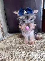 Rudy, a male Yorkshire Terrier for sale in Chula Vista, CA – 4 of 4