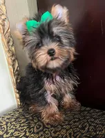 Teo, a male Yorkshire Terrier for sale in Chula Vista, CA – 1 of 4