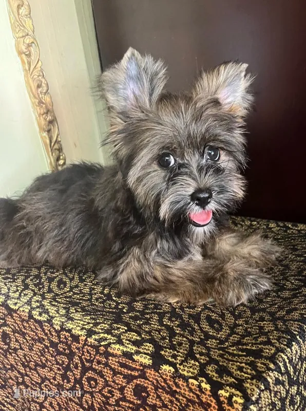 Atos – Shih Tzu, Yorkshire Terrier puppy for sale in Chula Vista, CA
