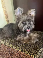 Atos, a male Shih Tzu and Yorkshire Terrier for sale in Chula Vista, CA – 1 of 4