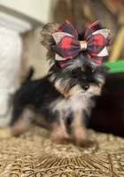Chelsy (Yorkie/Shih-Tzu mix), a female Shih Tzu and Yorkshire Terrier for sale in Chula Vista, CA – Photo 2 of 3