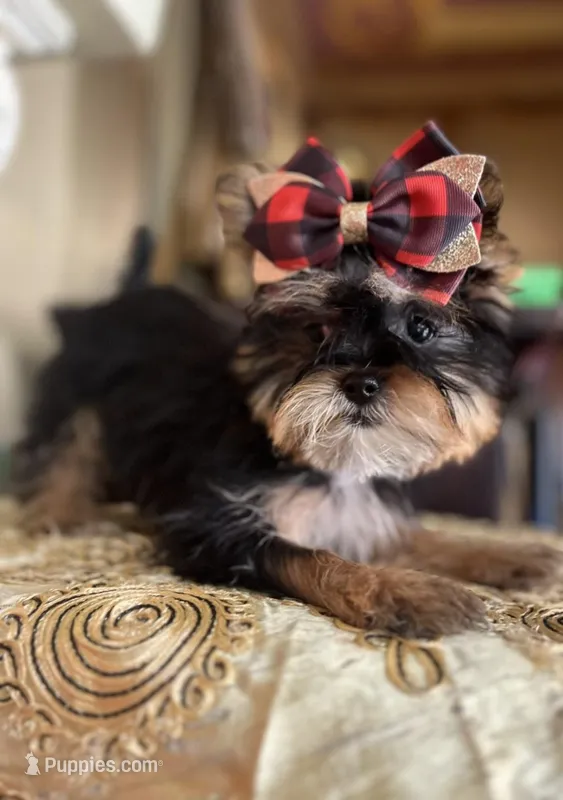 Chelsy (Yorkie/Shih-Tzu mix)