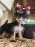Chelsy (Yorkie/Shih-Tzu mix), a female Shih Tzu and Yorkshire Terrier for sale in Chula Vista, CA – Photo 3 of 3