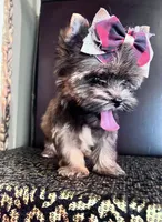 Alice, a female Yorkshire Terrier for sale in Chula Vista, CA – 7 of 7