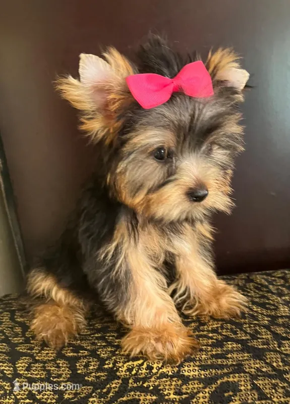 Tina – Yorkshire Terrier puppy for sale in Chula Vista, CA