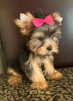 Tina, a female Yorkshire Terrier for sale in Chula Vista, CA – 3 of 5