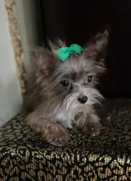 Perlan, a male Chihuahua and Yorkshire Terrier for sale in Chula Vista, CA – 3 of 4