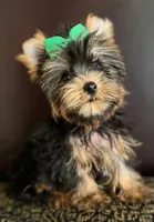 Teo, a male Yorkshire Terrier for sale in Chula Vista, CA – 2 of 4