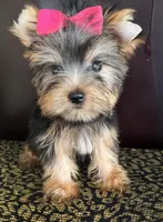 Tina, a female Yorkshire Terrier for sale in Chula Vista, CA – 2 of 5