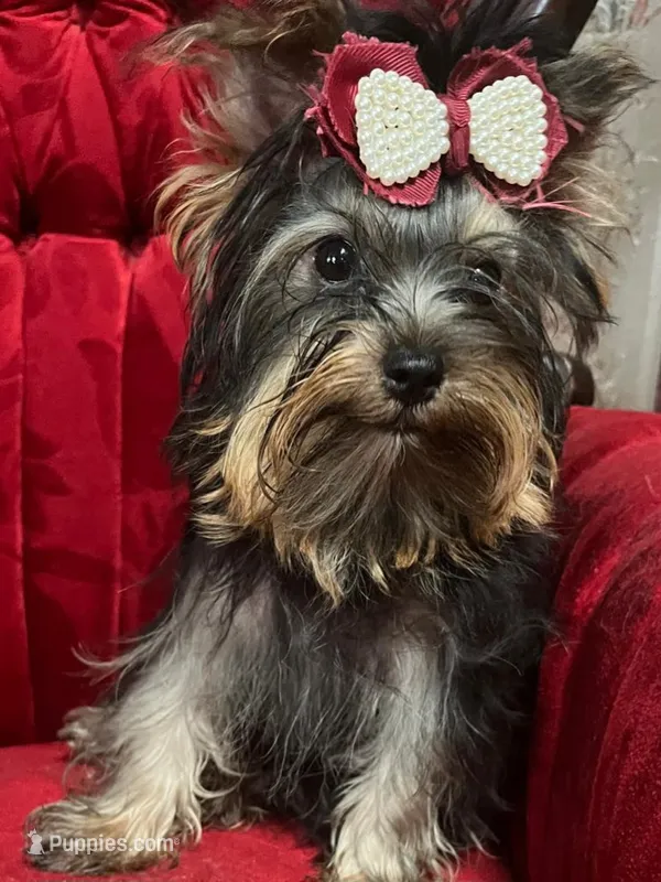 Ivan – Yorkshire Terrier puppy for sale in Chula Vista, CA