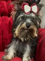 Ivan, a male Yorkshire Terrier for sale in Chula Vista, CA – 1 of 3