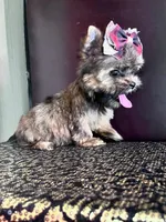 Alice, a female Yorkshire Terrier for sale in Chula Vista, CA – 5 of 7