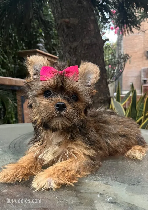 Alondra – Shih Tzu, Yorkshire Terrier puppy for sale in Chula Vista, CA