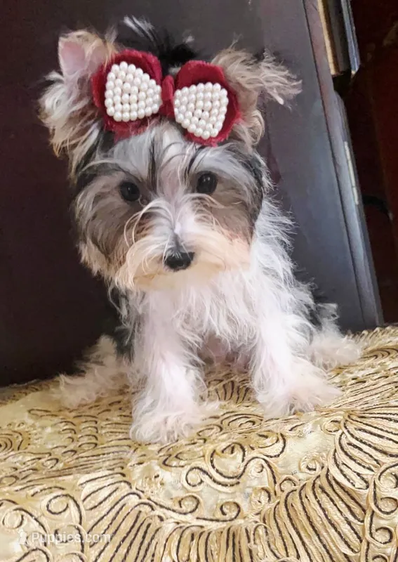 Polo – Yorkshire Terrier puppy for sale in Chula Vista, CA