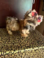Alice, a female Yorkshire Terrier for sale in Chula Vista, CA – 6 of 7