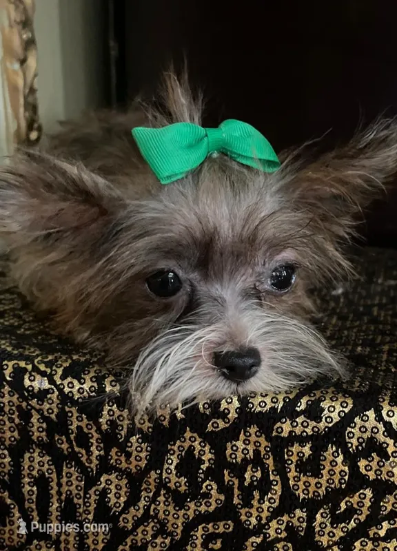 Perlan – Chihuahua, Yorkshire Terrier puppy for sale in Chula Vista, CA