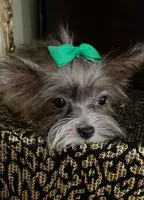Perlan, a male Chihuahua and Yorkshire Terrier for sale in Chula Vista, CA – 1 of 4