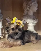 Alex, a male Shih Tzu and Yorkshire Terrier for sale in Chula Vista, CA – 3 of 4