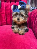 Jerry, a male Yorkshire Terrier for sale in Chula Vista, CA – 5 of 5