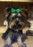 Ivan, a male Yorkshire Terrier for sale in Chula Vista, CA – 2 of 3