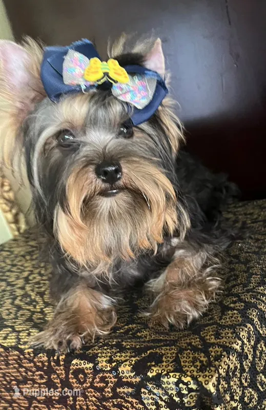 Oliver – Yorkshire Terrier puppy for sale in Chula Vista, CA
