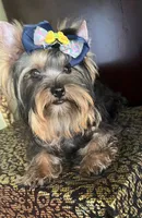 Oliver, a male Yorkshire Terrier for sale in Chula Vista, CA – 1 of 5