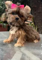 Alondra, a female Shih Tzu and Yorkshire Terrier for sale in Chula Vista, CA – 4 of 4