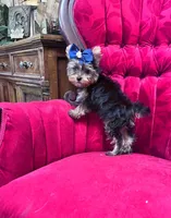 Jerry, a male Yorkshire Terrier for sale in Chula Vista, CA – 4 of 5