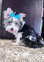 Polo, a male Yorkshire Terrier for sale in Chula Vista, CA – 3 of 4