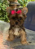 Alondra, a female Shih Tzu and Yorkshire Terrier for sale in Chula Vista, CA – 2 of 4