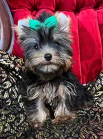 Teo, a male Yorkshire Terrier for sale in Chula Vista, CA – 4 of 4
