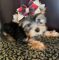 Tina, a female Yorkshire Terrier for sale in Chula Vista, CA – 5 of 5