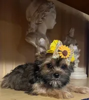 Alex, a male Shih Tzu and Yorkshire Terrier for sale in Chula Vista, CA – 2 of 4