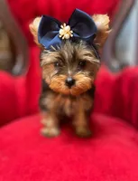Jerry, a male Yorkshire Terrier for sale in Chula Vista, CA – 3 of 5