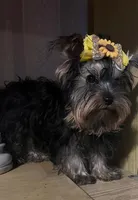 Ivan, a male Yorkshire Terrier for sale in Chula Vista, CA – 3 of 3