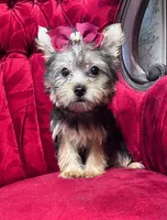 Rafaela, a female Yorkshire Terrier for sale in Chula Vista, CA – 3 of 3