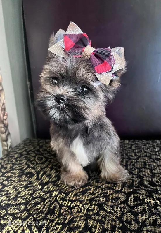 Alice – Yorkshire Terrier puppy for sale in Chula Vista, CA