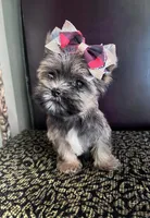 Alice, a female Yorkshire Terrier for sale in Chula Vista, CA – 1 of 7