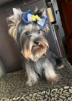 Oliver, a male Yorkshire Terrier for sale in Chula Vista, CA – 4 of 5