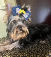 Oliver, a male Yorkshire Terrier for sale in Chula Vista, CA – 5 of 5