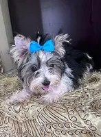 Polo, a male Yorkshire Terrier for sale in Chula Vista, CA – 2 of 4