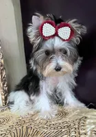 Polo, a male Yorkshire Terrier for sale in Chula Vista, CA – 4 of 4