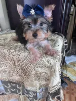 Rudy, a male Yorkshire Terrier for sale in Chula Vista, CA – 2 of 4